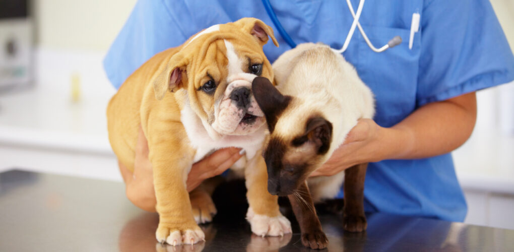 新冠肺炎相关规定是否改变了带狗或猫来日本的要求？_海外房产新闻_资讯_外房网