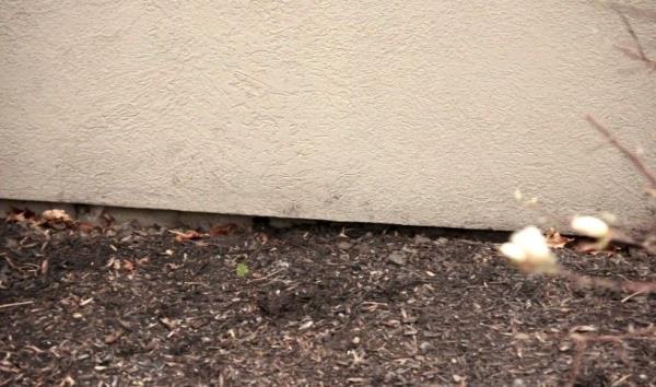 Exterior wall where rodents enter