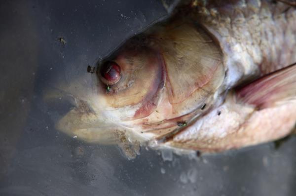 Mass fish die-off in Oder river in Lebus