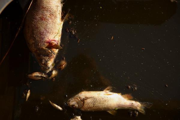 Dead fish float in the Oder river at the border with Germany, in Kostrzyn nad Odr?
