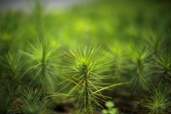 Young seedlings of pine are pictured at a greenhouse as part of a programme backed by U.S. Aid