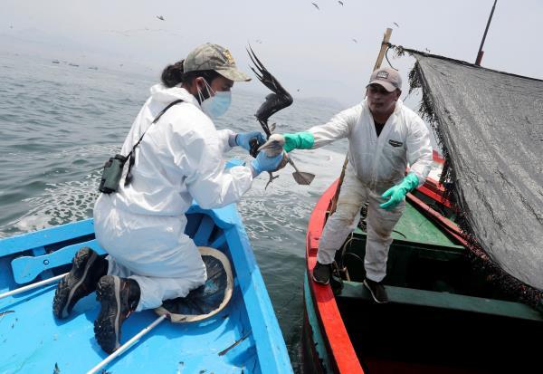 In Peruvian island reserve, birds still dying a month after oil spill