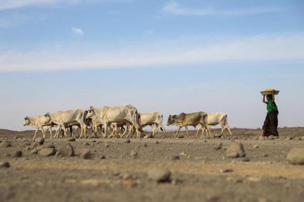 WFP warns millions facing hunger as driest weather in decades ravages Horn of Africa