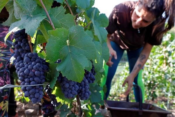 Champagne grape harvest starts in France's champagne region