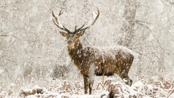 The snow stag by Joshua Cox,
Must Credit:  Joshua Cox/Wildlife Photographer of the Year 