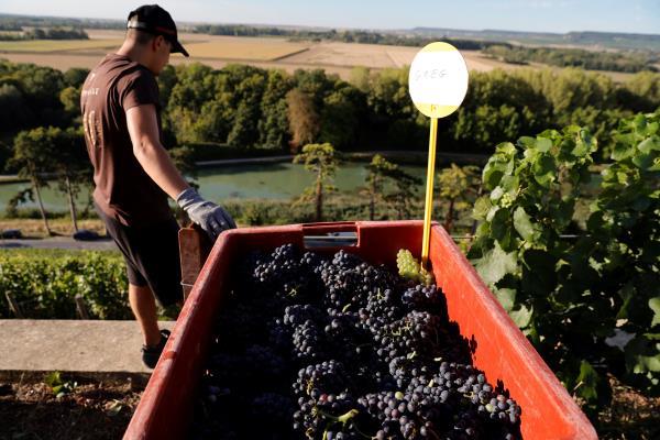 Champagne grape harvest starts in France's champagne region