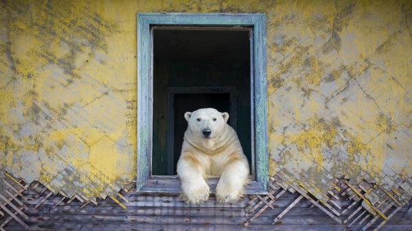 Polar frame by Dmitry Kokh, which has been Highly Commended in the Animal Portraits category at the Wildlife Photographer of the Year competition.
Credit: Dmitry Kokh/Wildlife Photographer of the Year