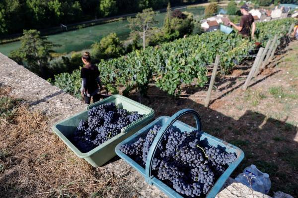 Champagne grape harvest starts in France's champagne region