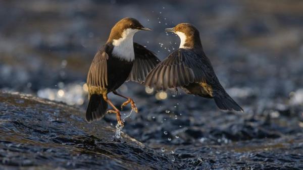 Dipper dispute by Heikki Nikk
Must Credit: Heikki Nikki/Wildlife Photographer of the Year 
