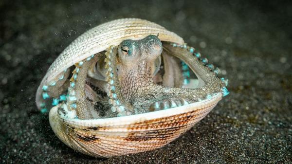 The octopus case by Samuel Sloss
Must Credit: Samuel Sloss/Wildlife Photographer of the Year 