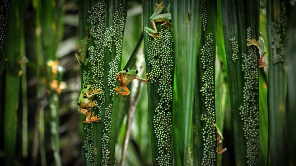 Treefrog pool party by Brandon Guell,
Must Credit: Brandon Guell/Wildlife Photographer of the Year
