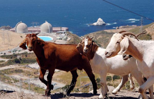 A flock of goats walk on a hillside above Diablo Canyon nuclear power plant at Avila Beach, California in this June 22, 2005 REUTERS/Phil Klein/