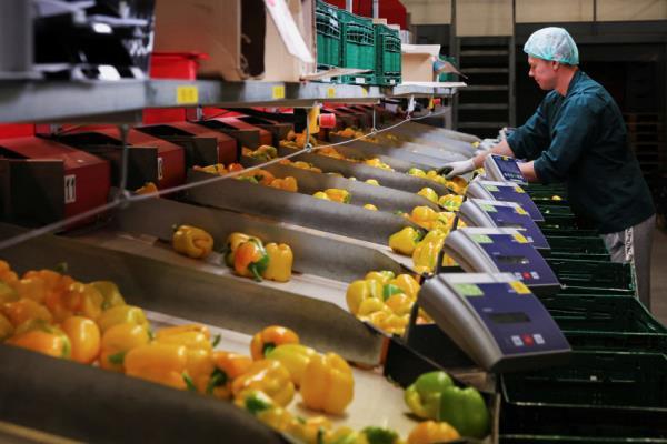 An employee sorts peppers in the packaging area of ??a greenhouse in Grubbenvorst
