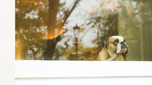 Do HOAs Hate Animals? Wacky Stories of HOAs Clamping Down on Furry (and Feathered) Friends