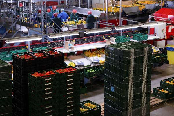 Employees sort peppers in the packaging area of ??a greenhouse in Grubbenvorst