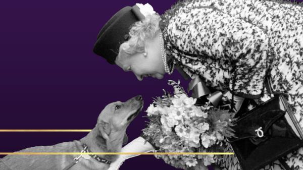 Queen corgis graphic 