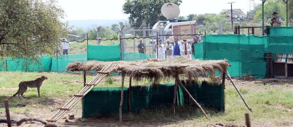 A cheetah is seen after India's Prime Minister Narendra Modi released it following its translocation from Namibia, in Kuno National Park
