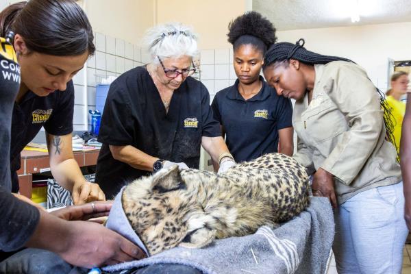 Cheetah Conservation Fund (CCF) Founder and Executive Director Dr. Laurie Marker and CCF cheetah specialist team prepare a cheetah for the translocation at the CCF centre in Otjiwarongo