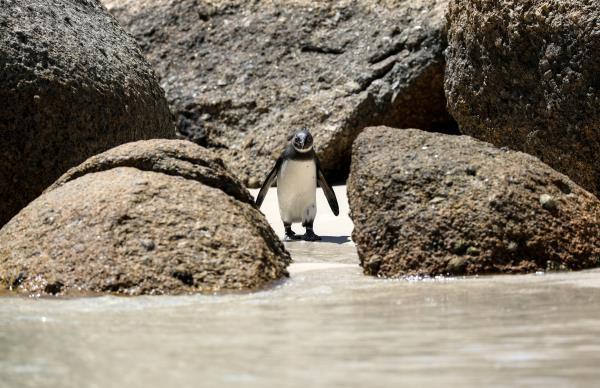 Endangered African penguin is seen at Boulders Beach, near Cape Town