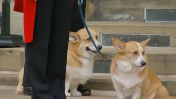The Queen's corgis