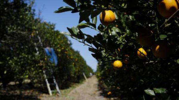 Orange juice futures are spiking. 