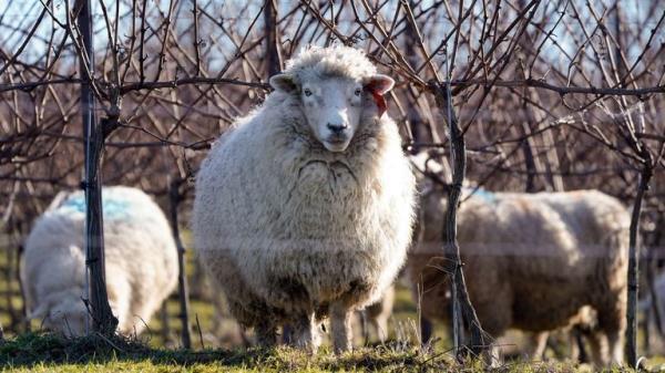 Romney sheep grazing West Chiltington, West Sussex
