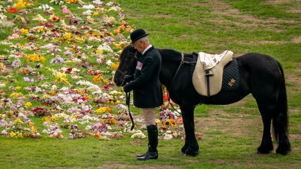 Emma, the monarch's fell pony, stands as the Ceremonial Procession of the coffin of Queen Elizabeth II arrives at Windsor Castle for the Committal Service at St George's Chapel. Picture date: Monday September 19, 2022. Aaron Chown/Pool via REUTERS