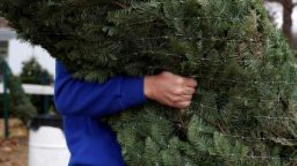 US Christmas tree farm FILE