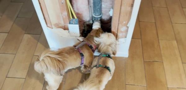 Pups exploring the dangers behind a hole in the wall