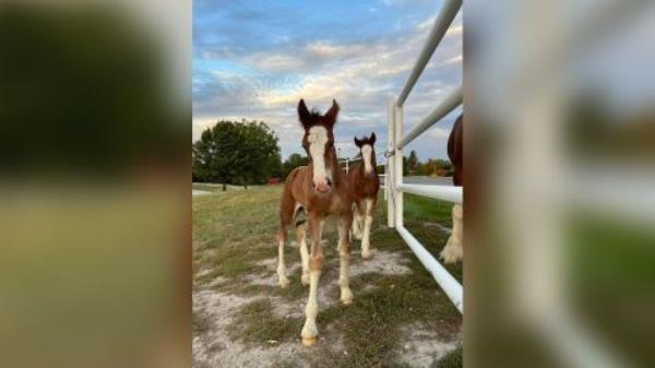 Budweiser welcomes two new Clydesdale foals.