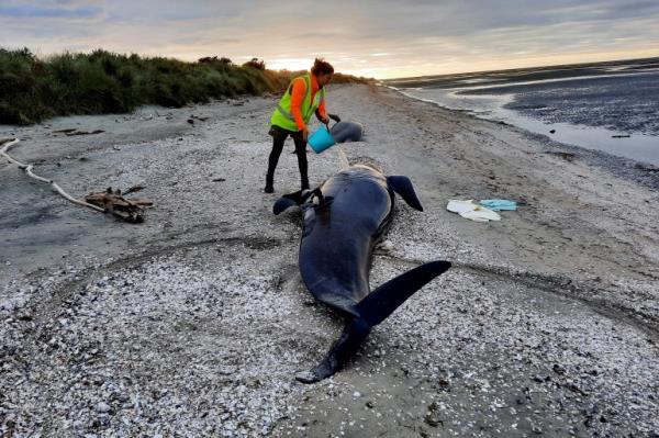 This handout photograph taken and released on March 18, 2022 by the Department of Conservation New Zealand shows a ranger trying to keep a stranded wale hydrated at the remote Farewell Spit on New Zealand's South Island. - More than two dozen whales died in a mass stranding at a New Zealand beach renowned as a death trap for the ocean giants, wildlife rangers said on March 18. (Photo by Handout / DEPARTMENT OF ConSERVATION NEW ZEALAND / AFP) / ---EDITORS NOTE --- RESTRICTED TO EDITORIAL USE - MANDATORY CREDIT 