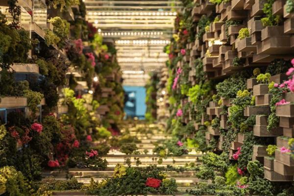 Saudi Arabia The Line