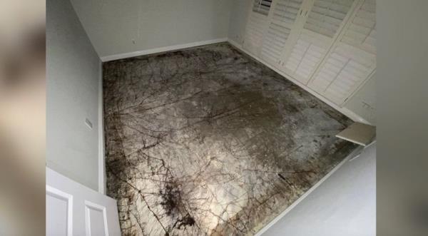 Roots growing in the floor