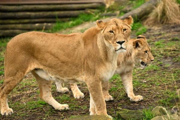 Maya and one of her cubs