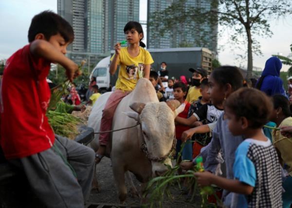 A smiling child in a yellow shirt sits on top of a white cow as other Rohingya children looking happy gather around to feed it.
