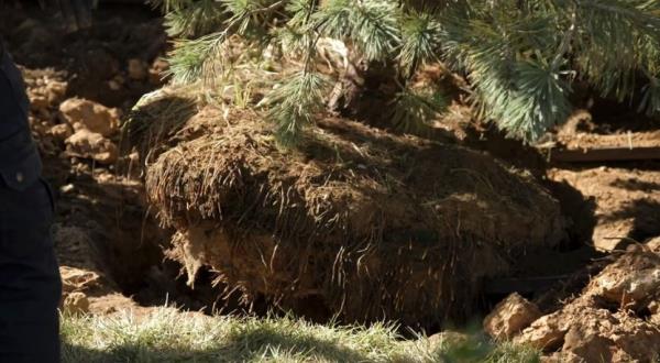 The right-sized hole for planting a tree