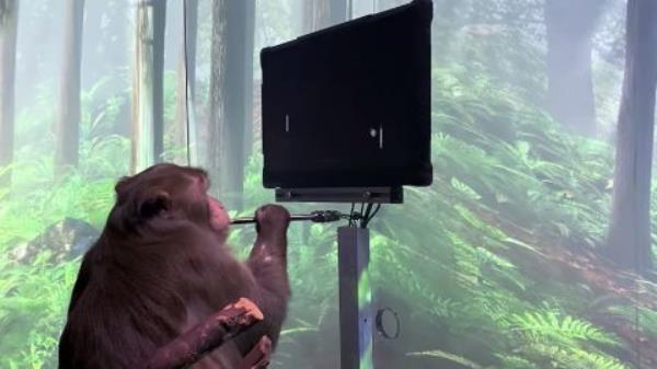 Elon Musk's Neuralink says this monkey is playing Pong with its mind.