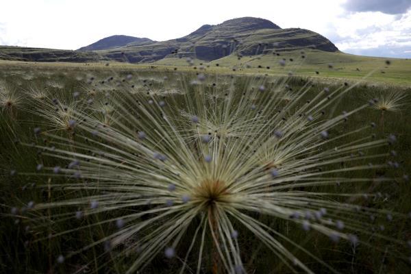Paepalanthus SP plants, popularly known as shower heads, grow in the Chapada dos Veadeiros National Park in Alto Paraiso