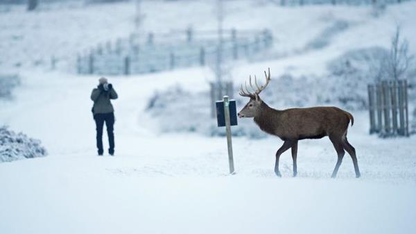 A stag deer walks through the snow in Richmond Park in south west London. Snow and ice have swept across parts of the UK, with cold wintry conditions set to continue for days. Picture date: Monday December 12, 2022.