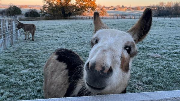  Frosty donkeys in Barnham, West Sussex
