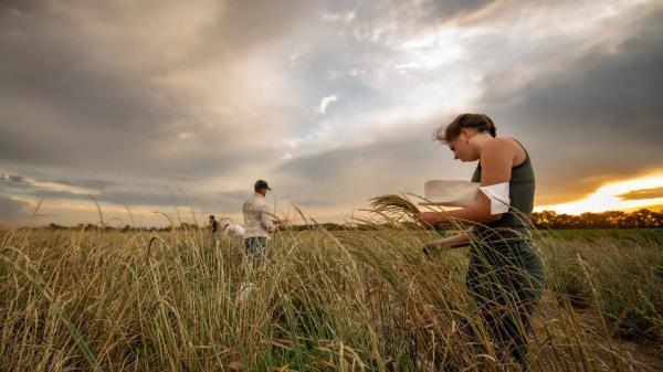 Kernza heads are selected for harvest in a breeding plot at The Land Institute.