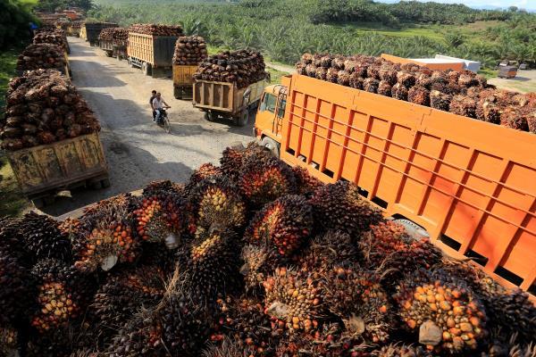 People ride on a motorbike passed the trucks with palm oil fresh fruit bunches queue for unloading at a factory in West Aceh