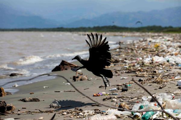 A vulture is pictured at a beach covered in trash washed up from the Motagua River in the village of Quetzalito, in Puerto Barrios