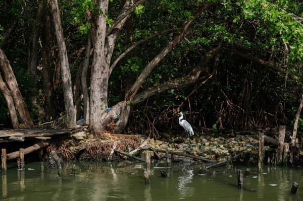 Mangroves on the Laguna San Jose in San Juan