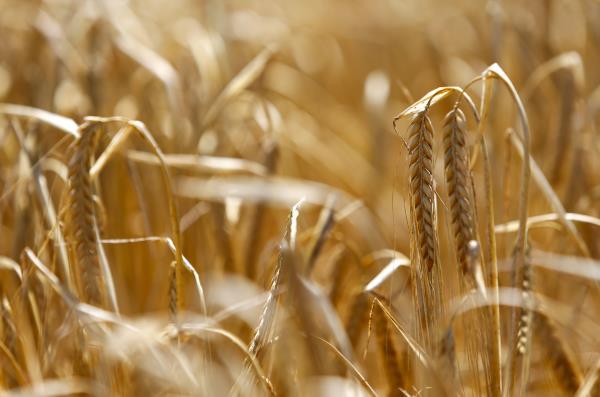 Barley is pictured at field in Puchheim