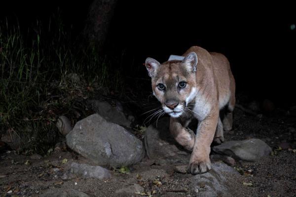 A trail camera picture of mountain lion P-22