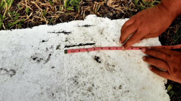Puncture damage on the door. Pic: Richard Godfrey and Blaine Gibson