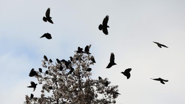 Crows compete for a perch on a tree in Braemar, Scotland