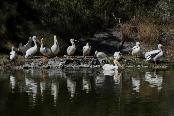 White American pelicans arrive in Mexico City