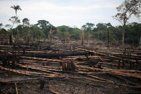 Charred logs are seen on a stretch of the Yari plains, which was recently burned for pasture, in Caqueta